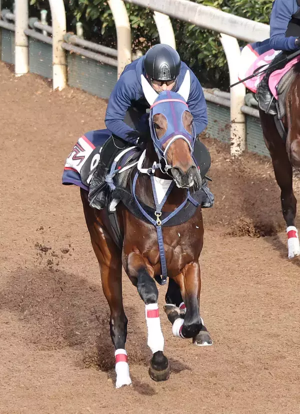 【シンザン記念】メンバー唯一の２勝馬クールデイトナは坂路で落ち着き十分　宮地調教師「ガスが抜けていつも通り」