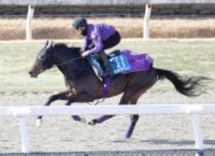 【ＡＪＣＣ】ショウヘイは３か月ぶりでもＤＰコースで軽快な走り　友道調教師「気持ちよさそうに走っていましたね」