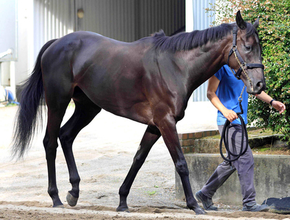 ２２年のフローラＳの勝ち馬エリカヴィータが現役引退へ　今後は繁殖馬に　小倉牝馬Ｓ１４着がラストラン