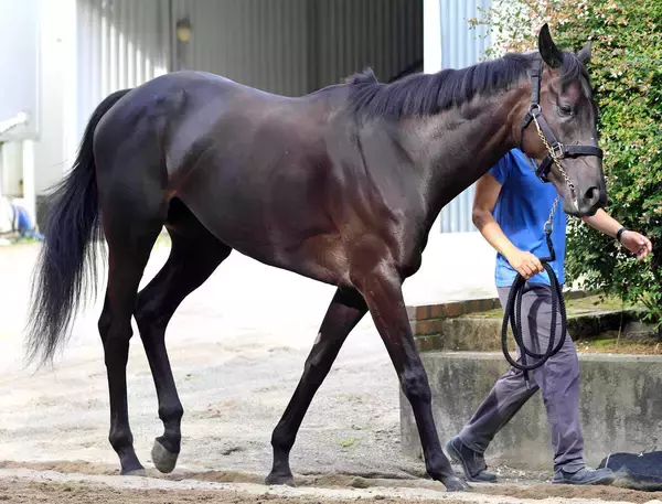 ２２年のフローラＳの勝ち馬エリカヴィータが現役引退へ　今後は繁殖馬に　小倉牝馬Ｓ１４着がラストラン