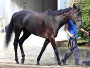 ２２年のフローラＳの勝ち馬エリカヴィータが現役引退へ　今後は繁殖馬に　小倉牝馬Ｓ１４着がラストラン