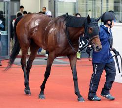 【クラスターＣ】川田将雅騎手とコンビのアンズアメは８枠９番　新人女性ジョッキー・斎藤友香騎手のルクスディライトは７枠７番