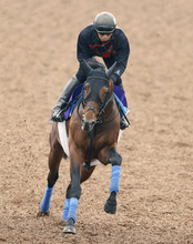 【天皇賞・秋・金曜気配】奥村武調教師が「気合も乗ってきていい状態」と太鼓判　ホウオウビスケッツは坂路で軽快な動き
