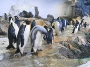 エンペラーペンギンの赤ちゃんが１３日から公開プール練習開始　和歌山・アドベンチャーワールド