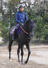 【注目馬動向】ゾロアストロは鼻出血で日本ダービーを登録見送り　５・９億円馬エムズビギンが滑り込みで出走可能に