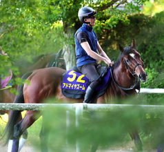 【安田記念】武豊騎手騎乗のアドマイヤズームは週末追い切って不安なし　陣営「カイバ食いはちゃんと戻っています」