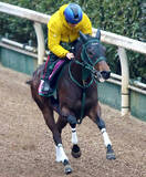 「【チューリップ賞】グランドオーパスは逃げてもいい　橋口調教師「相手なりに走れそうなタイプです」」の画像1