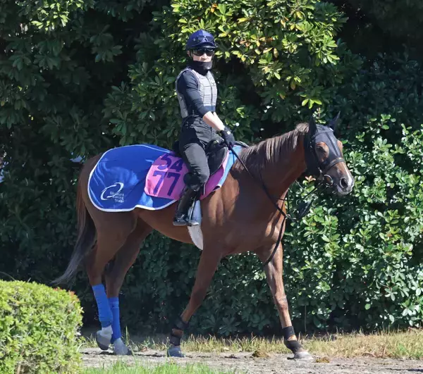 土曜中山競馬場の注目激走馬…中山１１Ｒニュージーランドトロフィー・Ｇ２