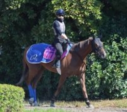 土曜中山競馬場の注目激走馬…中山１１Ｒニュージーランドトロフィー・Ｇ２