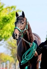 【皐月賞】混戦必至！オッズも割れ模様　前日の単勝１番人気はロブチェンの４・２倍　３連単は１番人気でも８２・９倍