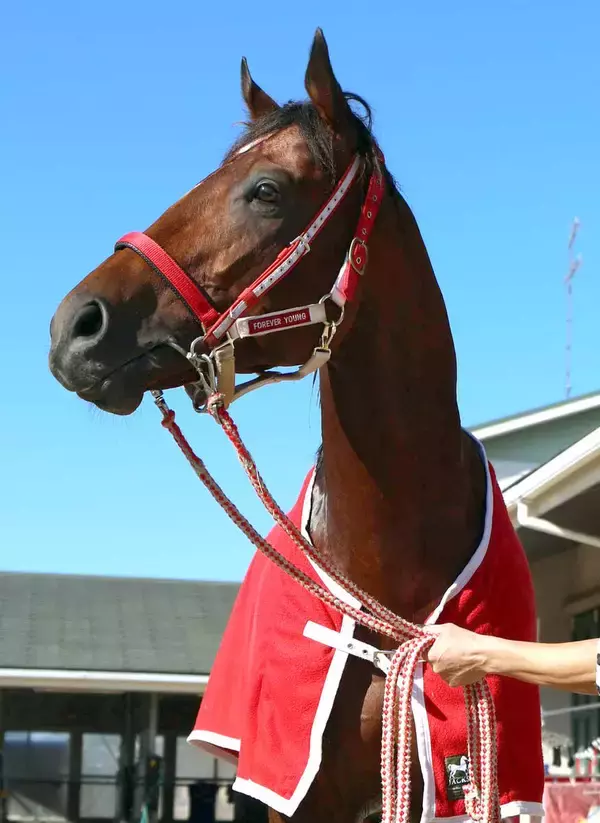 【注目馬動向】フォーエバーヤングは凱旋門賞かＢＣクラシックが大目標！　状態次第で国内出走も
