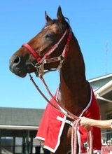 【注目馬動向】フォーエバーヤングは凱旋門賞かＢＣクラシックが大目標！　状態次第で国内出走も