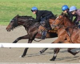 【オークス・１週前】アランカールは武豊騎手を背にＤＰコースで抜群の伸び　「いい動きでしたよ。今度はしっかり決めたい」