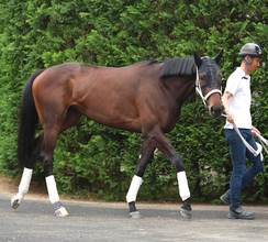 【注目馬動向】フラワーＣ勝ち馬スマートプリエールはローズＳで復帰　帝王賞２着のアウトレンジは白山大賞典へ