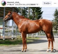 「これは熱いな」「叫んでしまいそう」有馬記念ウィークに出走予定の“ロイヤルファミリー”にネット歓喜