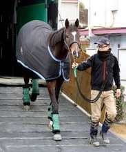 【有馬記念】中山巧者のマイネルエンペラーは名前に負けない結果に期待　陣営「名前通り走るのはなかなか無いこと」