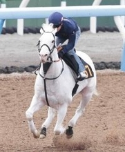 【注目馬動向】白毛馬アマンテビアンコが総武Ｓで１年１１か月ぶりに復帰へ　鞍上はルメール騎手