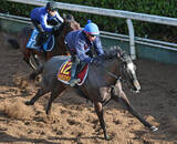 「【桜花賞】一発あるぞナムラコスモス！田口貫太騎手「前走と同じか、少し上回っている印象。十分チャンス」」の画像1