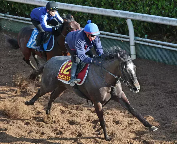 【桜花賞】一発あるぞナムラコスモス！田口貫太騎手「前走と同じか、少し上回っている印象。十分チャンス」