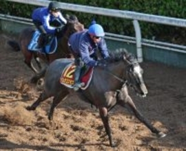 【桜花賞】一発あるぞナムラコスモス！田口貫太騎手「前走と同じか、少し上回っている印象。十分チャンス」