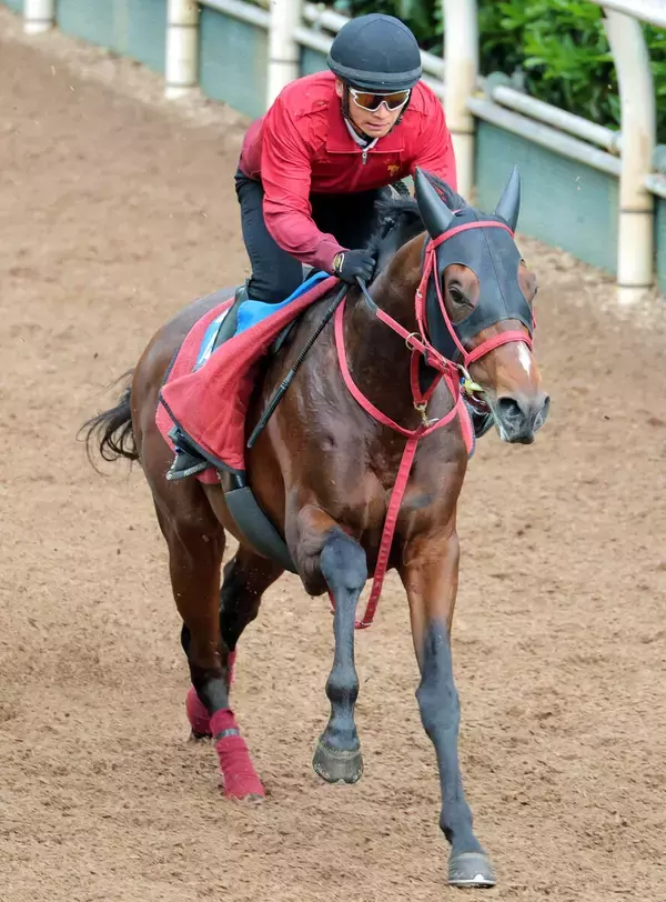 【読売マイラーズＣ】前走で新境地を開いたドラゴンブーストが重賞初制覇へ　藤野調教師「前走は不安要素を解消する走り」