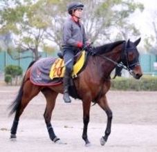【注目馬動向】兵庫女王盃２着のプロミストジーンは武豊騎手とのコンビ継続でエンプレス杯へ