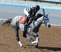 【注目馬動向】カピリナは川崎のスパーキングレディーカップへ　２年ぶりのダートで重賞２勝目を狙う
