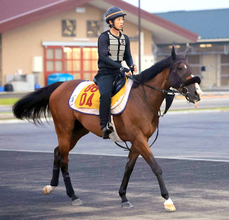 【アイビスＳＤ】韋駄天Ｓで鮮やかに逃げ切り！千直巧者エコロレジーナに菊沢調教師が好感触　「調子はいいと思います」