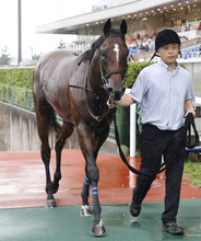 【注目馬動向】新潟２歳Ｓに出走予定のトウシンマジックは引き続きＪコレット騎手とのコンビで向かう