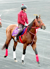 フォーエバーヤング出走のジョッキークラブＧＣがＪＲＡ馬券発売決定　１９日朝５時１５分にＢＣクラシック連覇への前哨戦