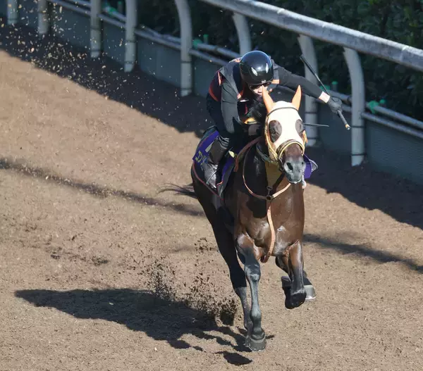 【菊花賞・理貴の特注馬】コントレイル産駒のコンジェスタスが３冠達成に待った　高野調教師「距離が延びた方が…」