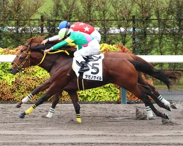 「朝から…」「激アツ」ナリタブライアン対マヤノトップガンの名シーンを彷彿させる未勝利戦にファン震える／京都２Ｒ