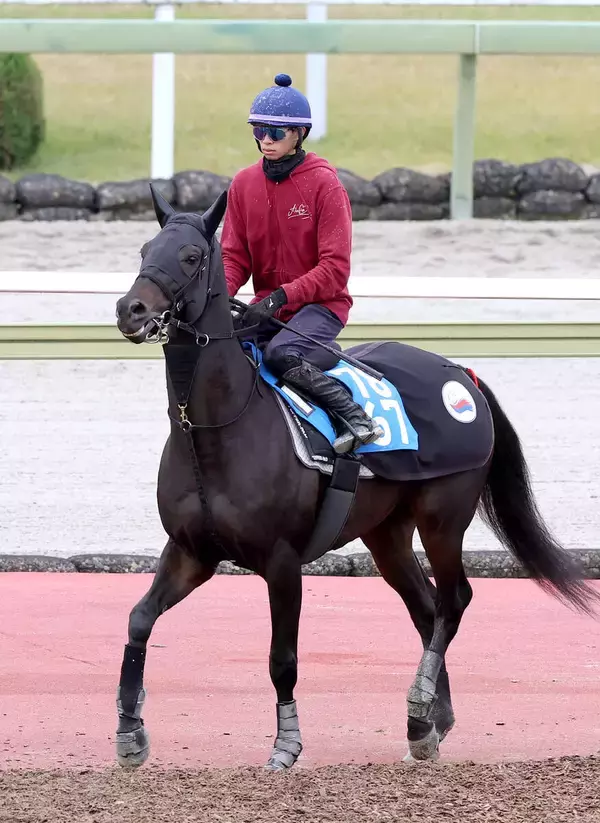 【注目馬動向】ミステリーウェイは引き続き松本大輝騎手とのコンビで有馬記念へ　来年２月のサウジにも予備登録