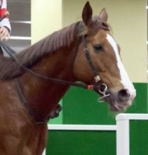 【黒潮スプリンターズＣ】高知の重賞も大穴が来た！　９番人気のウインザナドゥが差し切りＶ　８歳馬ワンツースリー