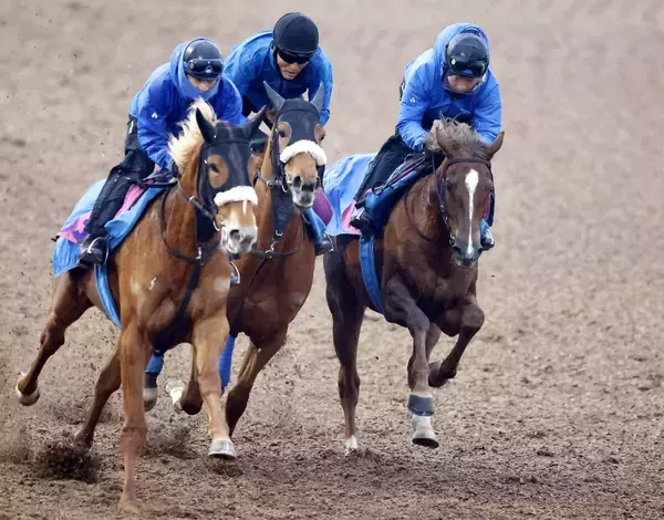【クイーンＣ】定年間近“牝馬の国枝”が送り出すヒズマスターピースは動き上々「２、３番手で走れれば」