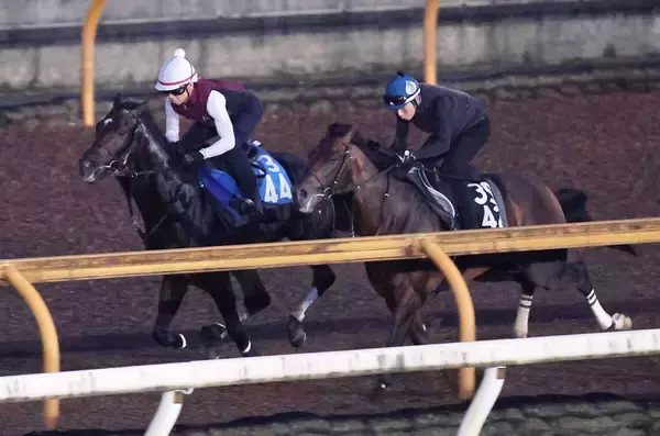 【新潟記念・１週前】初の重賞Ｖへダノンシーマが力強い伸び脚　陣営「ここまで順調に乗り込めている」