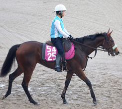 【注目馬動向】フランソワーズは武豊騎手とのコンビで黄菊賞へ　ブラッドバローズ、ブレイクアウェイはデイリー杯２歳Ｓ