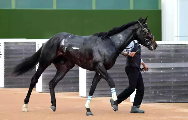 【注目馬動向】無傷２連勝のクレパスキュラー　次走スプリングＳの鞍上は引き続きルメール騎手