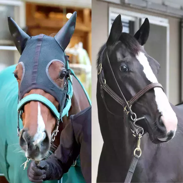 愛くるしいキャラで人気のライラックはイクイノックスと種付け　岡田牧雄代表「どんな子供が産まれるかを見てみたい」