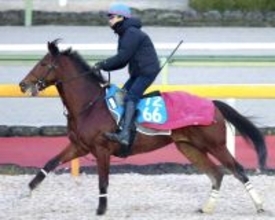 【阪急杯・松ケ下の特注馬】昨年の淀短距離Ｓ以来１年１か月ぶりの出走でもソンシの能力は魅力