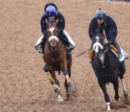 【報知杯弥生賞】タイダルロックが急上昇ムード　武井調教師「一段と言わず二段くらい上がって」