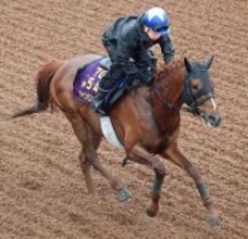 【注目馬動向】シャンパンカラーは再びマイルへ　岩田康誠騎手でマイラーズＣを予定