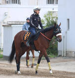 「【青葉賞】武井調教師「ルメール騎手が東京で距離はもっとあった方がいいと言っていた」　タイダルロックに激走気配」の画像1