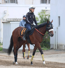 【青葉賞】武井調教師「ルメール騎手が東京で距離はもっとあった方がいいと言っていた」　タイダルロックに激走気配