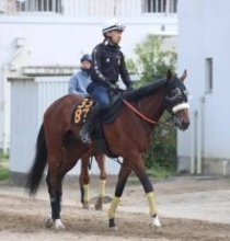 【青葉賞】武井調教師「ルメール騎手が東京で距離はもっとあった方がいいと言っていた」　タイダルロックに激走気配