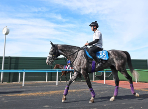【札幌記念】凱旋門賞挑戦のアドマイヤテラは休み明けの不安なし　陣営は距離について「多少は短いけど…」