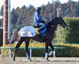 【新潟ジャンプＳ】喉手術で復調してきたブラックボイス　浅利調教師「なじんで能力を出せるようになってきた」
