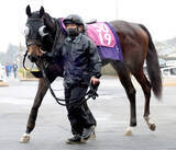 「【チューリップ賞】武豊騎手と新コンビの良血アランカールは７枠１２番　実績上位のタイセイボーグは７枠１３番　枠順確定」の画像1