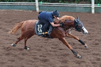 日曜阪神競馬場の注目激走馬…阪神１１Ｒセントウルステークス・Ｇ２