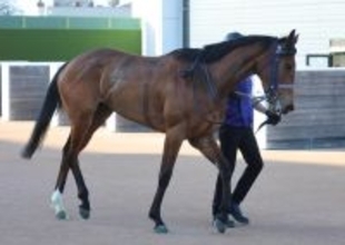 【桜花賞・１週前】アネモネＳ３馬身差Ｖのディアダイヤモンド　手塚久調教師「疲れが取れて、いい雰囲気」